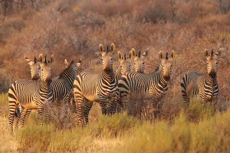 Safari Image